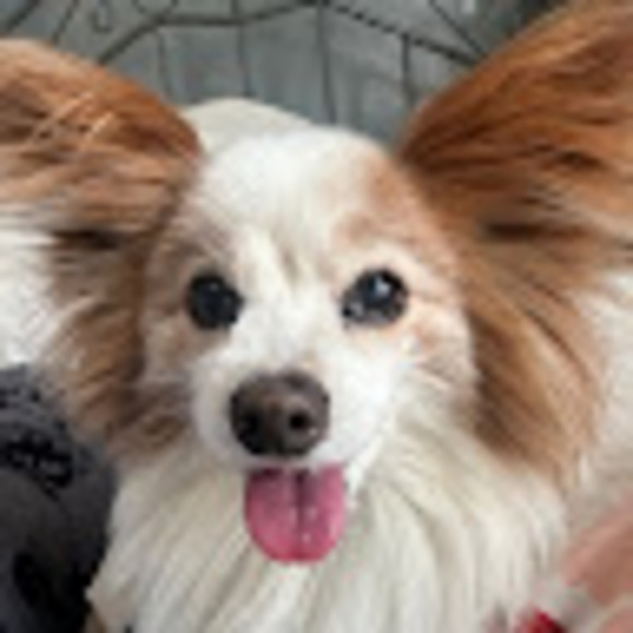 Meet your Posher, Aylin - Picture 1 of 1